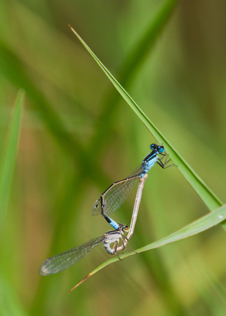 Common Bluetail (Ischnura heterosticta)