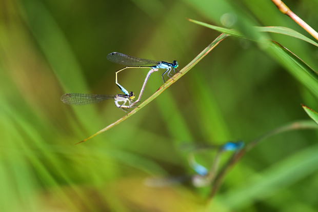 Common Bluetail (Ischnura heterosticta)