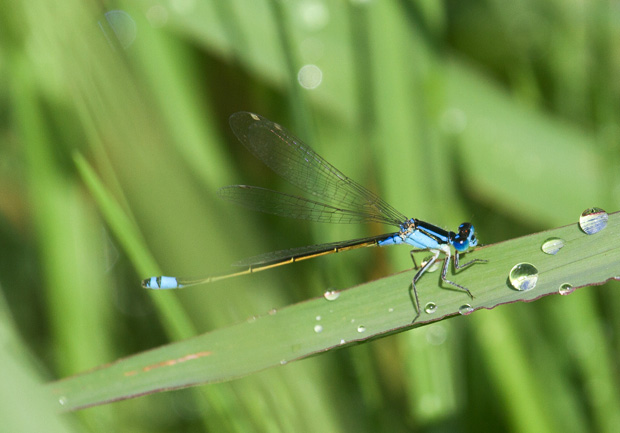 Common Bluetail (Ischnura heterosticta)