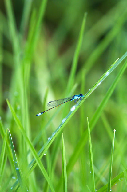 Common Bluetail (Ischnura heterosticta)