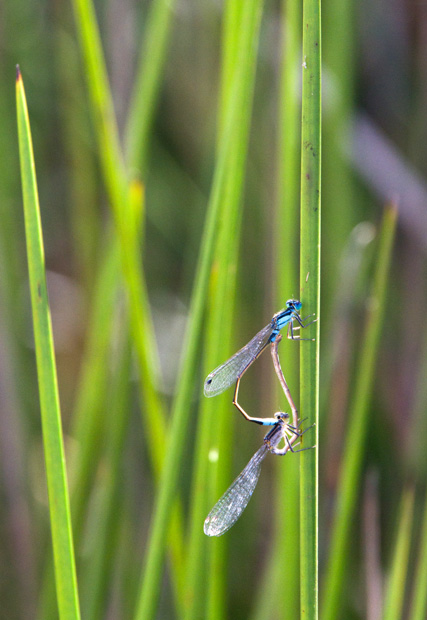 Common Bluetail (Ischnura heterosticta)