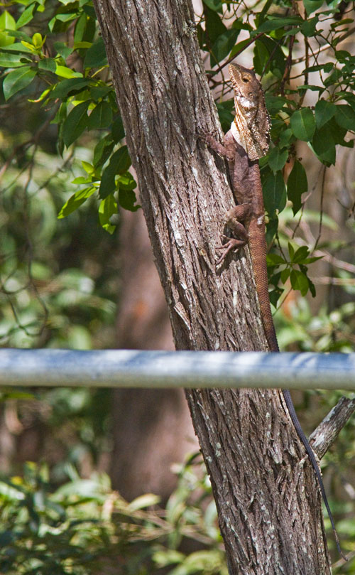 Frilled-neck Lizard