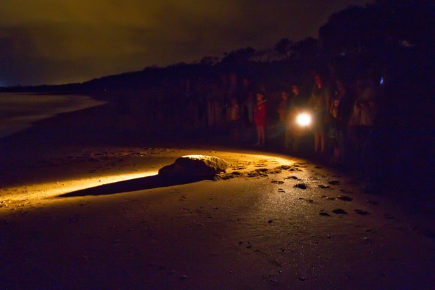 Loggerhead Turtle returning to sea after laying eggs, Mon Repos beach.