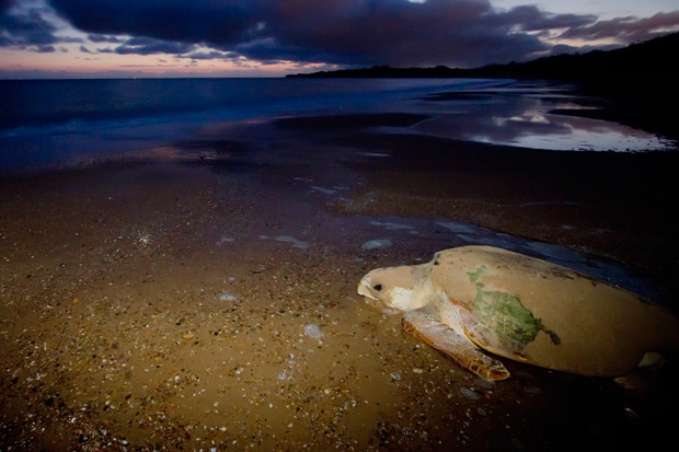 Loggerhead Turtle Premiere heads back to sea as the eastern sky lightens