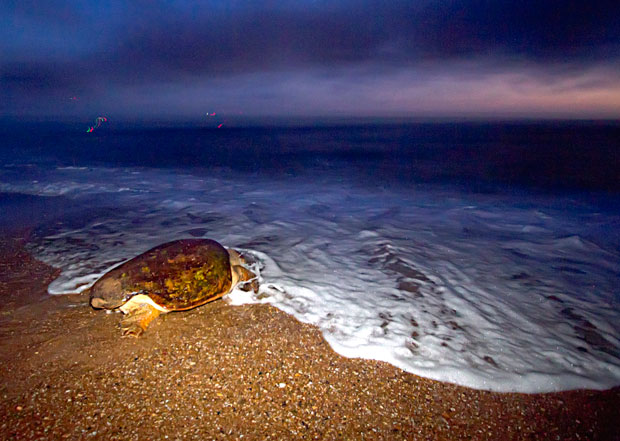 Loggerhead Turtle Premiere heads back to sea.