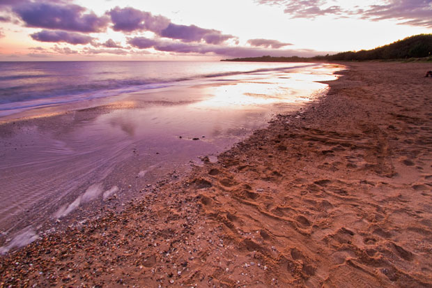 Turtle tracks on beach at dawn.