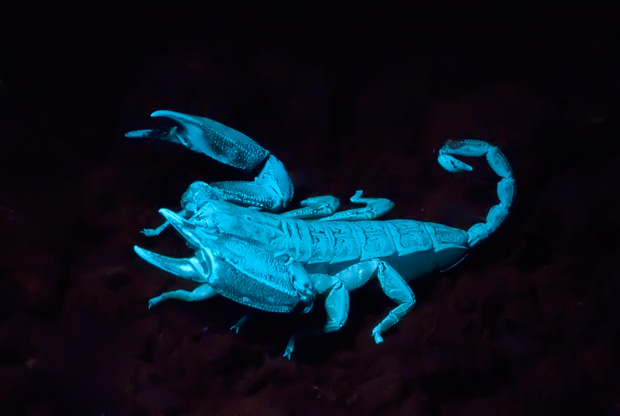 Black Rock scorpion under UV light