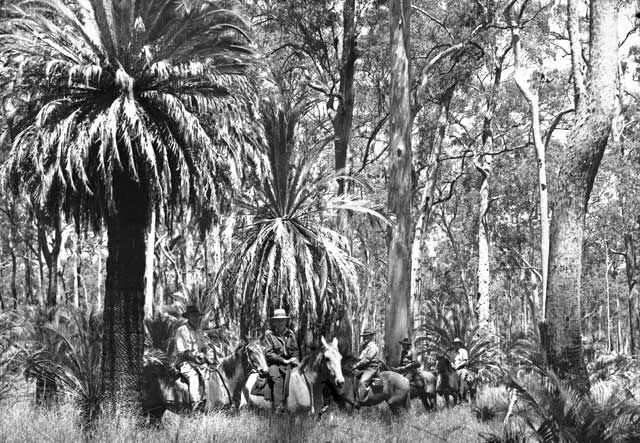 Riders among giant cycads on the Consuelo Tableland.