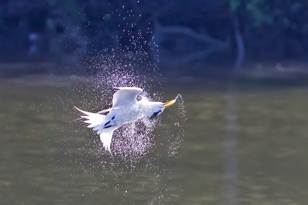 Crested Tern