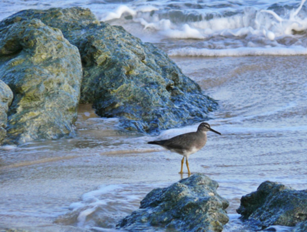 Wandering Tattler, north Stradbroke Island