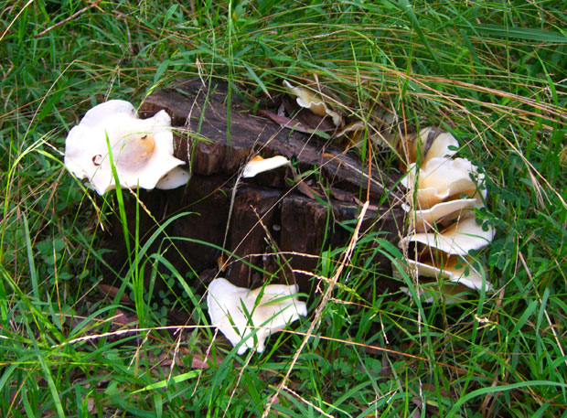 Ghost fungus, December 2010