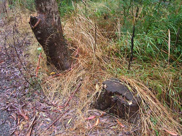 Same Ghost Fungus, January 2011