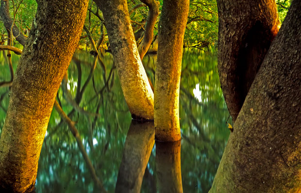 Lota mangroves at high tide. Photo Rob Ashdown.
