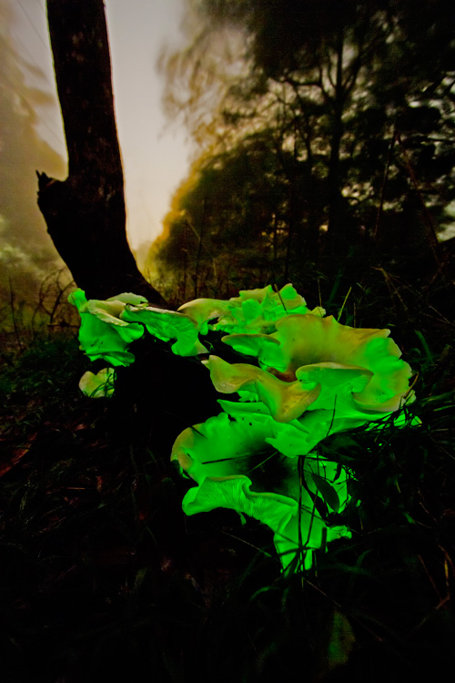 Ghostly Ghost Fungus on stormy night. Exposure - F something, count to maybe 200. Photo by Harry and Robert Ashdown.