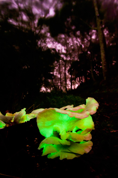 Ghost Fungus, again. Spooky. Photo Robert and Harry Ashdown.