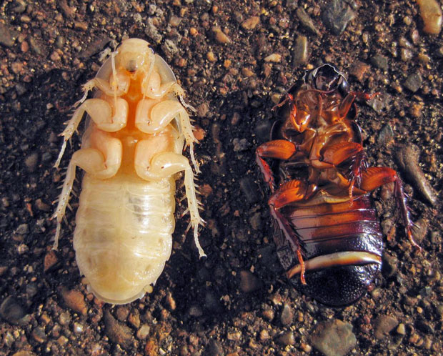 Wood cockroach with shed exoskeleton