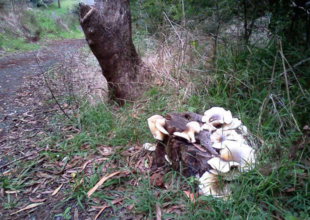 Ghost fungus, April 2011