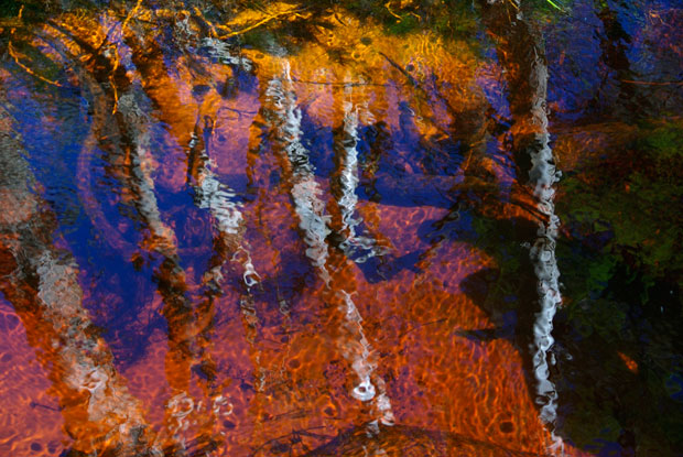 Paperbark trees, Seary's Creek, Cooloola, Great Sandy National Park. Photograph by Rob Mancini.