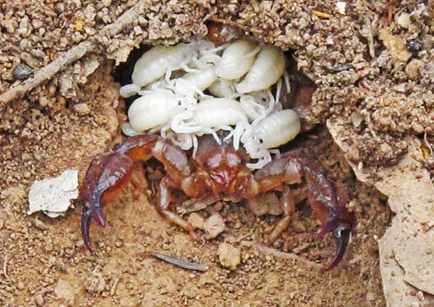 Rock scorpion with young