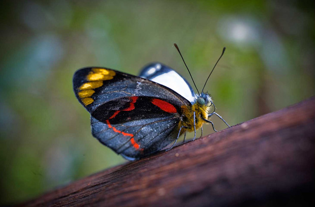 common jezebel butterfly