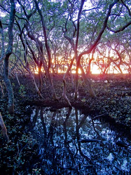 Grey mangroves at dawn, Wynnum North, Brisbane.