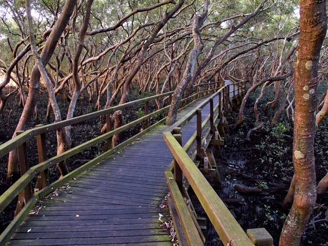 Grey mangroves at dawn, Wynnum North, Brisbane.