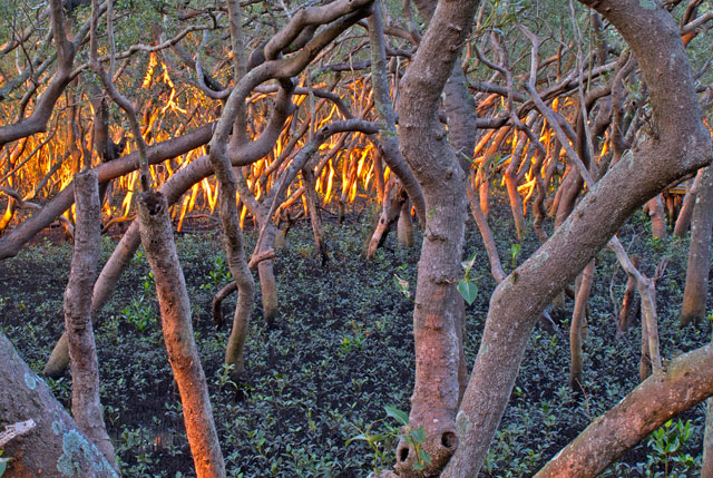 Grey mangroves at dawn, Wynnum North, Brisbane.