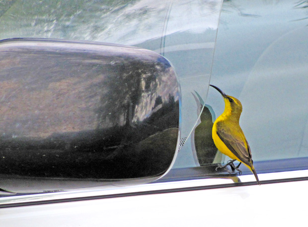 Sunbird and rear-view mirror