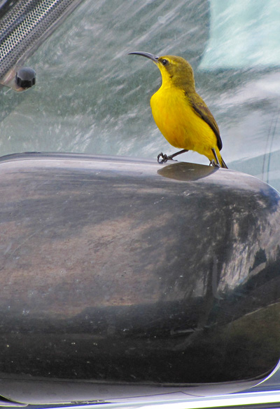 Sunbird and rear-view mirror