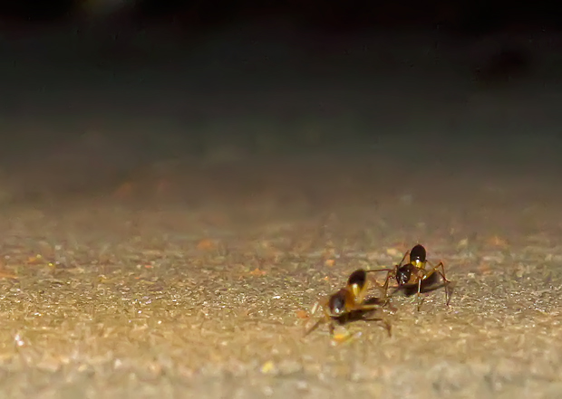 Banded Sugar Ants