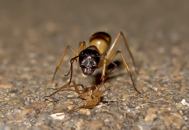 Banded Sugar Ants