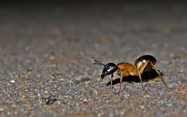 Banded Sugar Ants