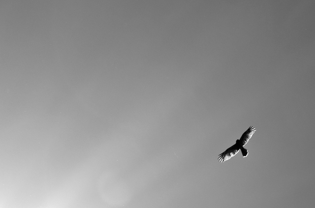 Spotted Harrier. Darling Downs