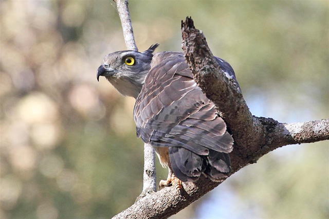 Pacific Baza, Boondal, Brisbane.