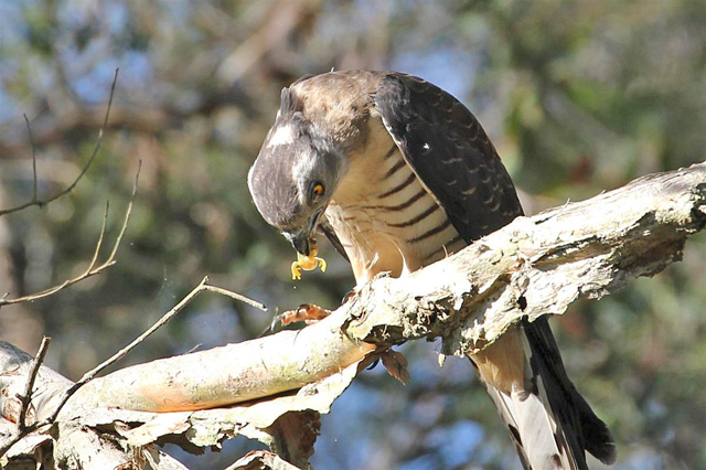 Pacific Baza, Boondal, Brisbane.