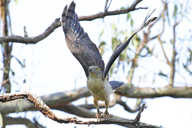 Pacific Baza, Boondal, Brisbane.