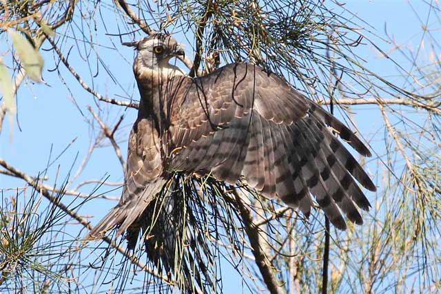 Pacific Baza, Boondal, Brisbane.