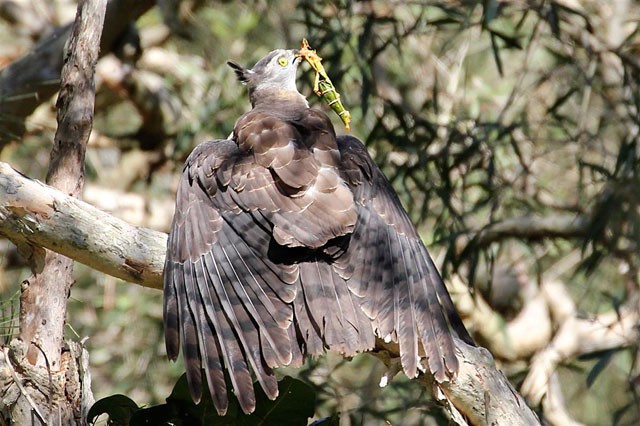 Pacific Baza, Boondal, Brisbane.