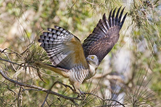 Pacific Baza, Boondal, Brisbane.