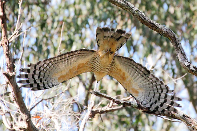 Pacific Baza, Boondal, Brisbane.