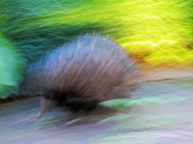 echidna-on-the-move