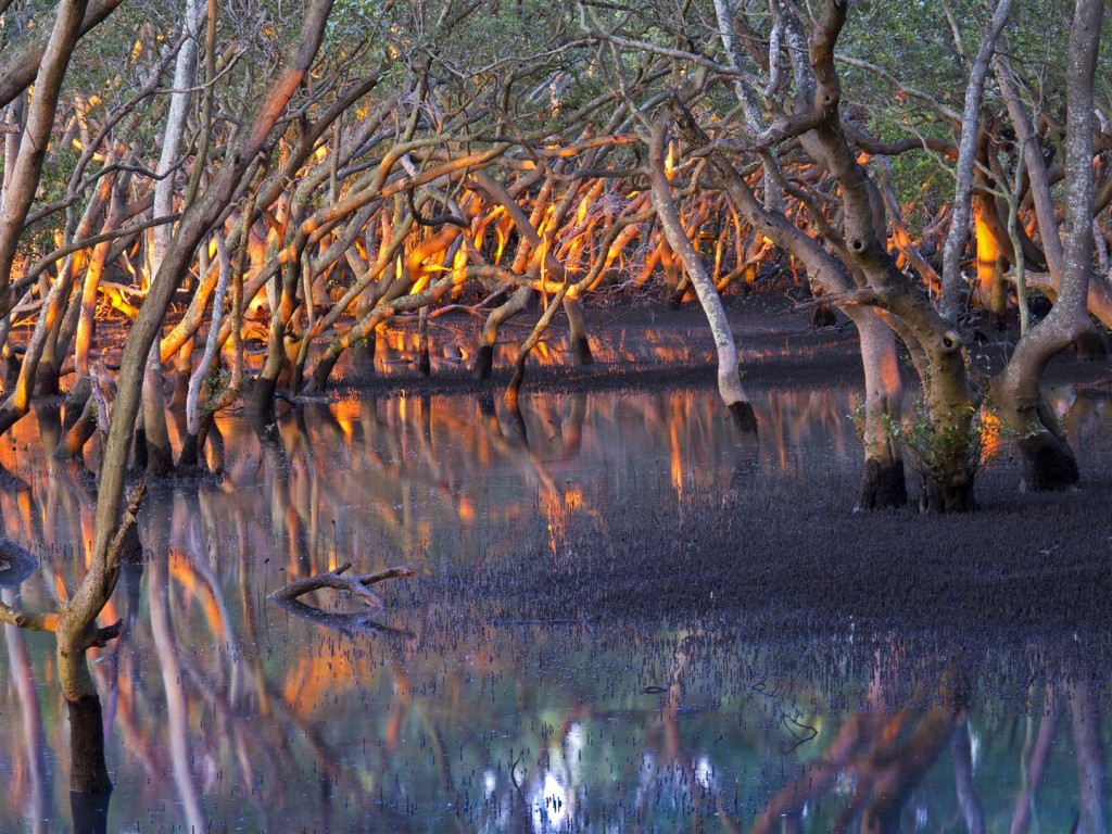 Grey mangroves at dawn, Wynnum North, Brisbane.