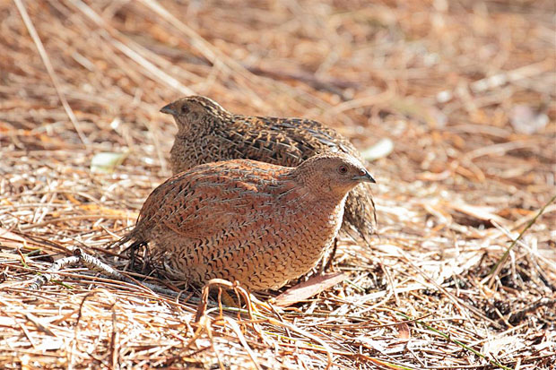 brown-quail
