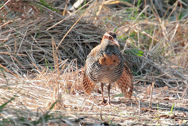 buff-banded-rail