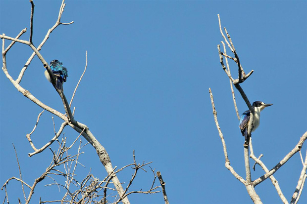 forest-kingfishers