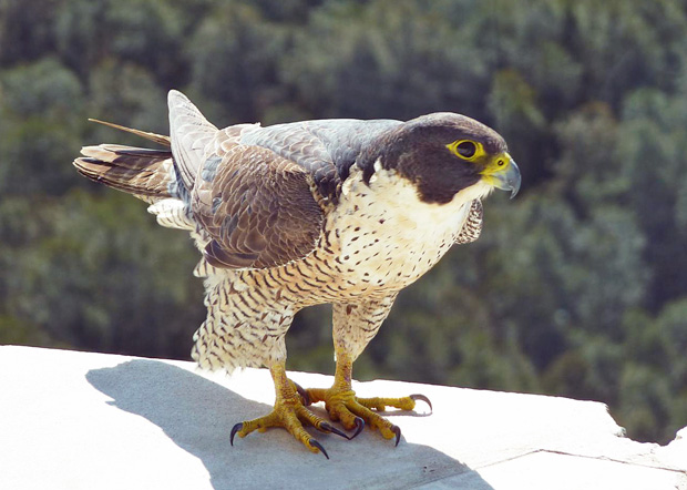 peregrine falcon