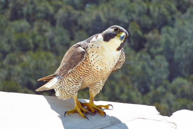 peregrine falcon