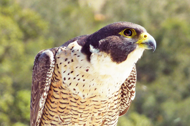 peregrine falcon