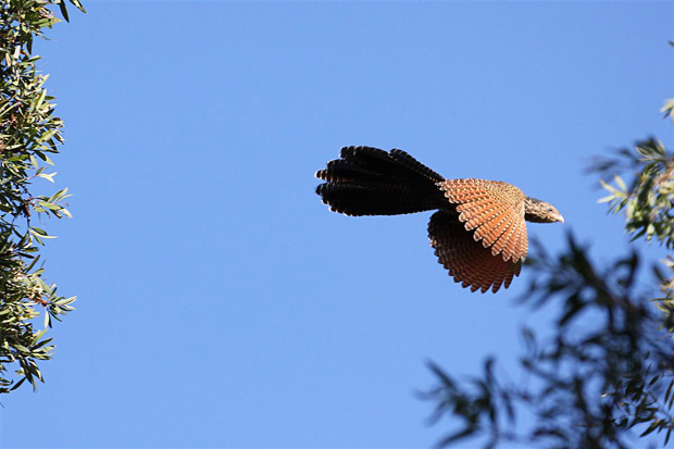 pheasant-coucal