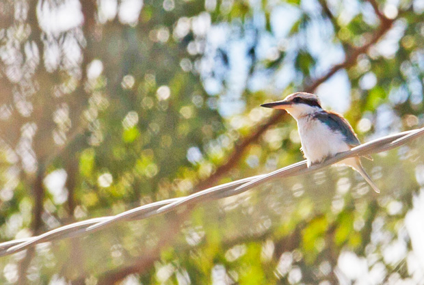 red-backed kingfisher